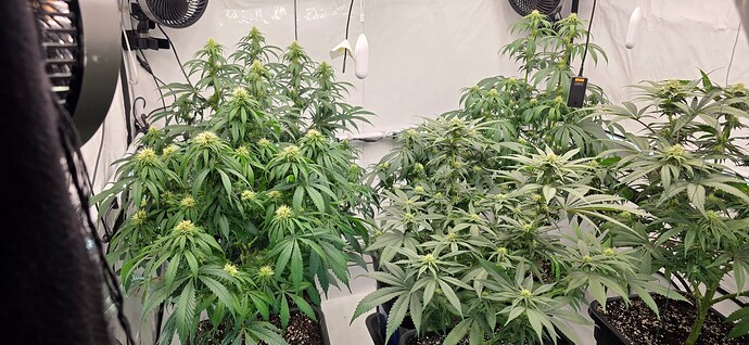 👻 redz0r´s AnesiaSeeds Only 👻 BT27 (Tag83) ☆ First Lady | Privileged Baddie | Strawberry Pop Rockz & Chaos Cake ☆ HighTHC mit UV a/b auf 2,25qm² ☆