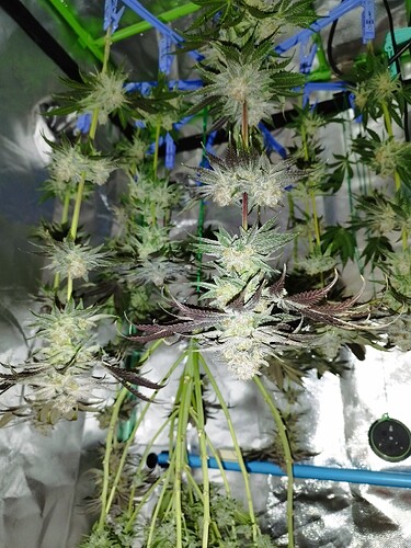 Growreport Bild 3