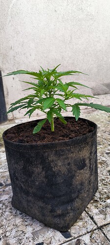 Growreport Bild 5