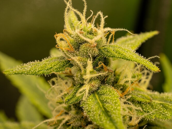 Growreport Bild 39