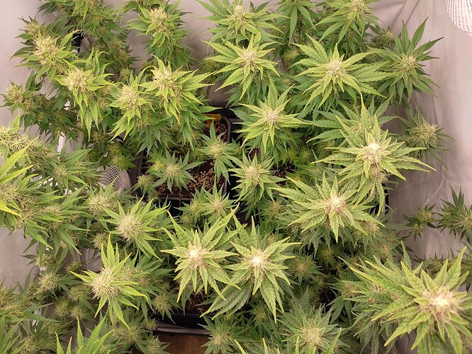 Growreport Bild 24