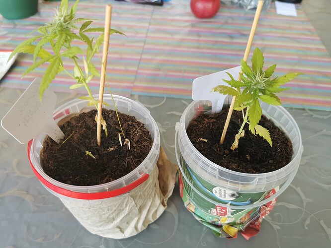 Growreport Bild 4