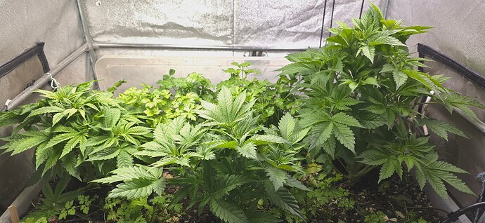 Growreport Bild 1