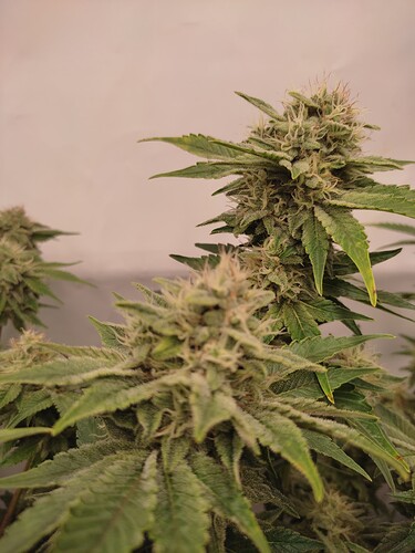 Growreport Bild 18