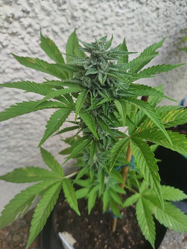 Growreport Bild 3