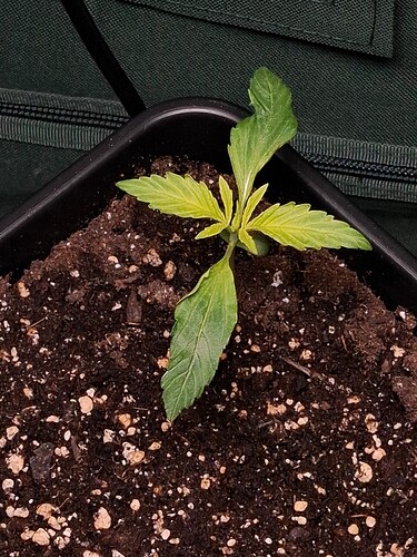 Growreport Bild 1