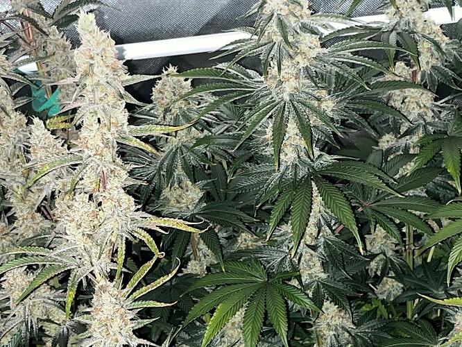 WhatsApp Image 2025-11-03 at 00.14.05 (2)