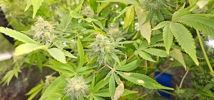 Growreport Bild 34