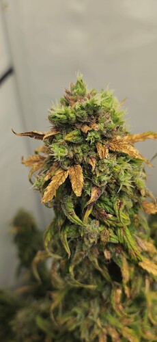 Growreport Bild 17