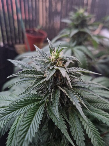 Growreport Bild 2