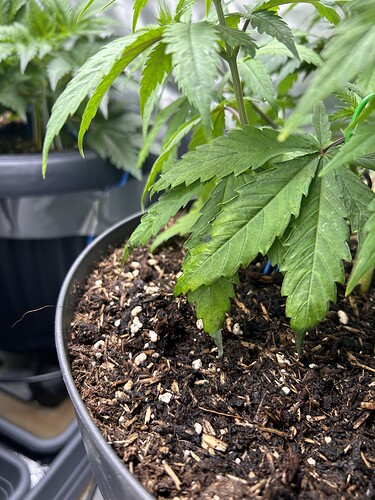 Growreport Bild 9