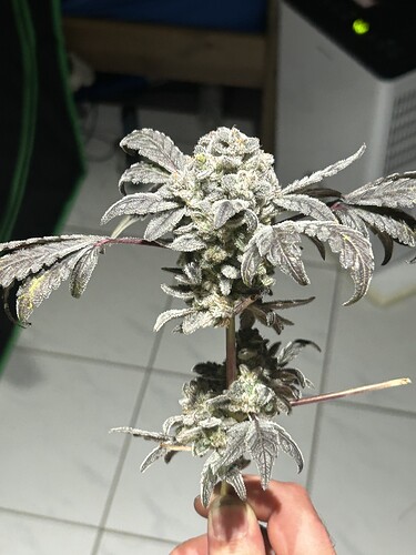 Growreport Bild 9