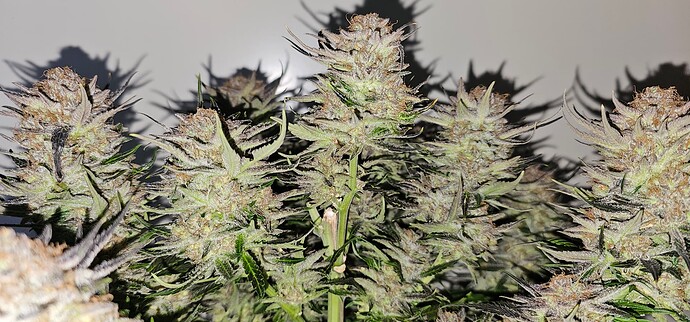Growreport Bild 50