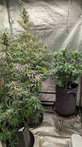 Growreport Bild 1