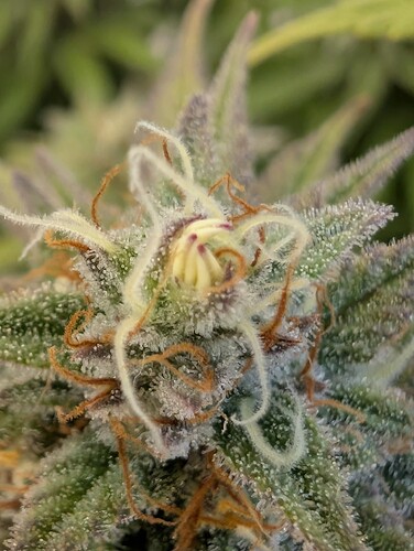 Growreport Bild 17