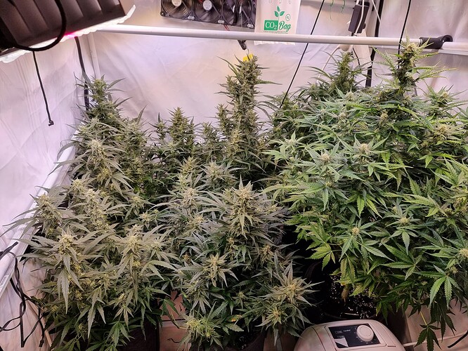 Growreport Bild 1