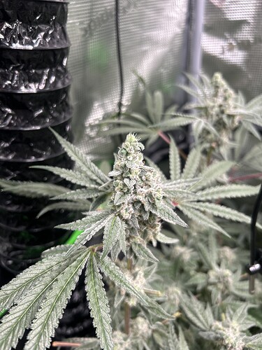 Growreport Bild 66