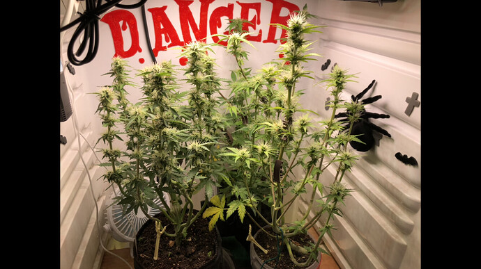 Growreport Bild 21