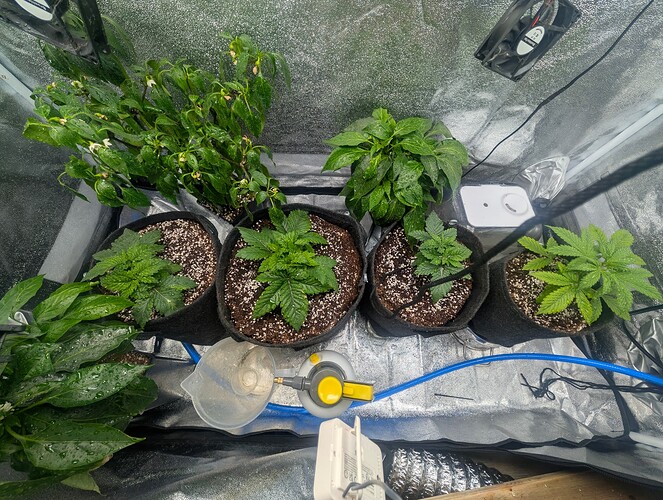Growreport Bild 1