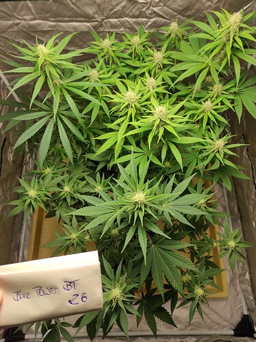 Growreport Bild 10