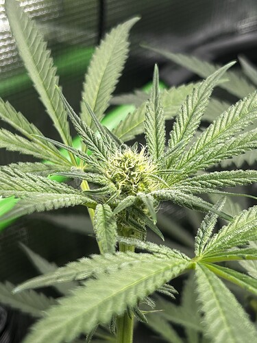 Growreport Bild 52