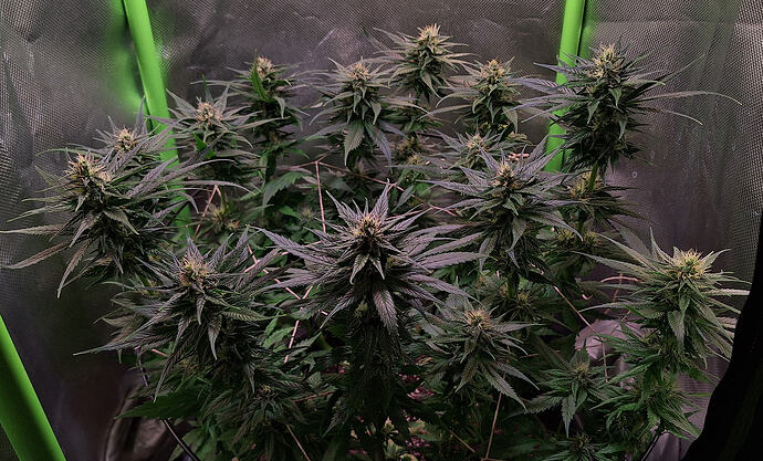 Growreport Bild 9