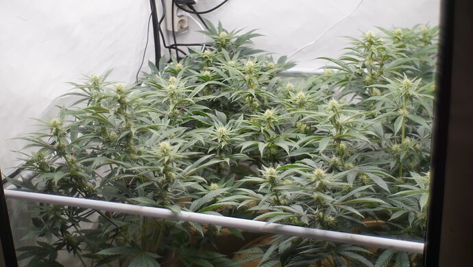 Growreport Bild 2