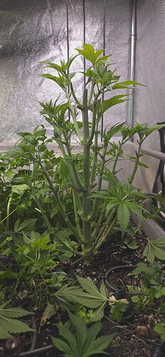 Growreport Bild 6