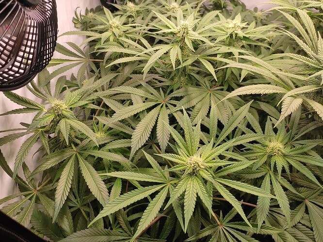 Growreport Bild 25