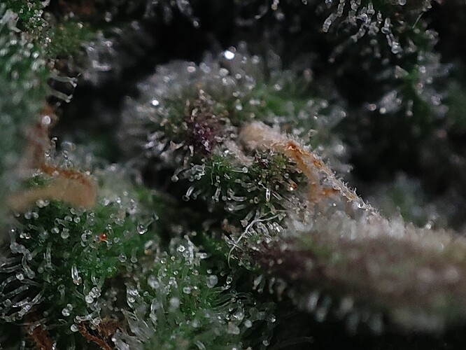 Growreport Bild 50