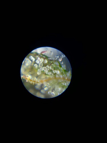 Growreport Bild 5