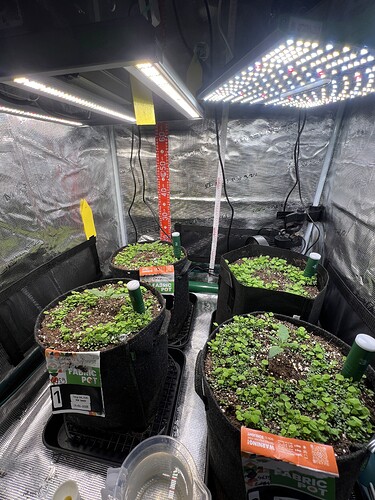 Growreport Bild 4