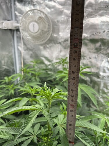 Growreport Bild 52