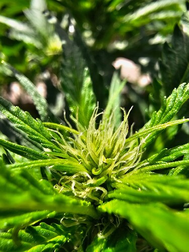 Growreport Bild 5