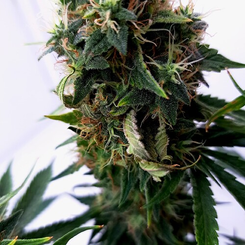 Growreport Bild 27