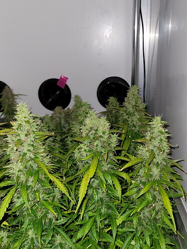 Growreport Bild 1