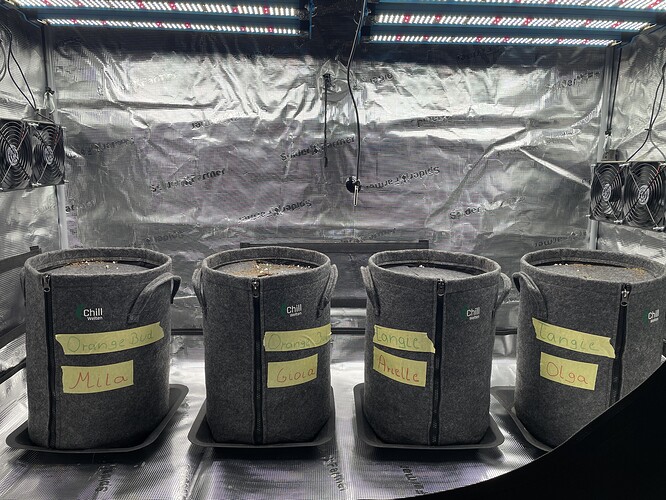 Vier Anzuchttöpfe in einem Growzelt, beschriftet mit 'Orange Bud Mila', 'Orange Bud Gioia', 'Tangie Arielle' und 'Tangie Olga'.