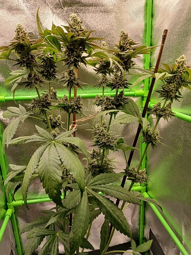 Growreport Bild 21