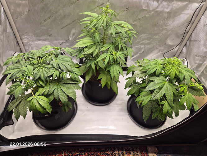 Drei Cannabis-Pflanzen in Stofftöpfen in einem Growzelt mit AC Infinity-Markierung.