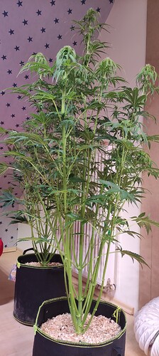 Growreport Bild 37
