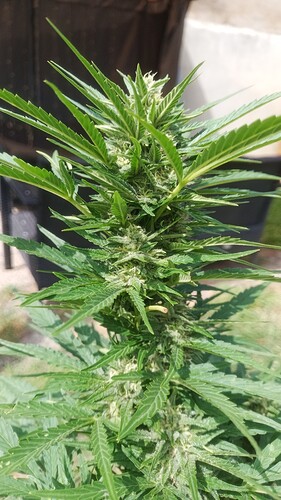 Growreport Bild 4