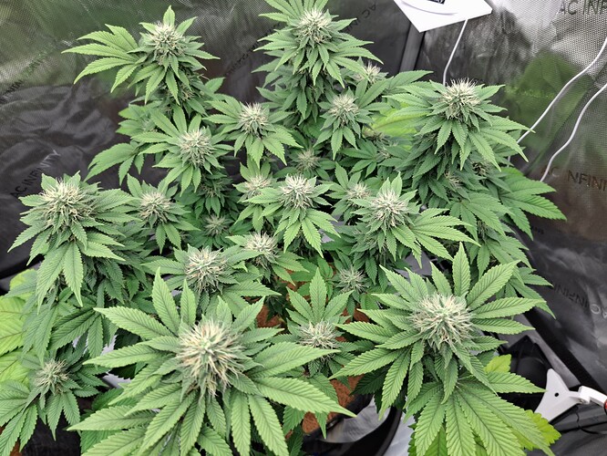 Growreport Bild 2
