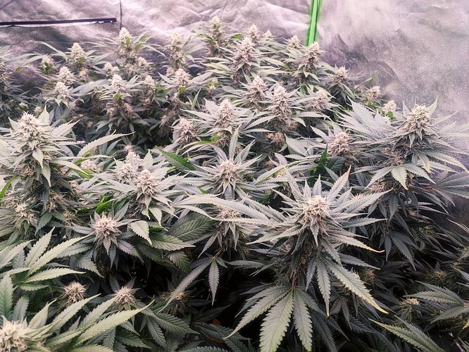 Growreport Bild 33