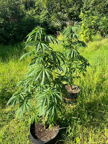 Growreport Bild 4