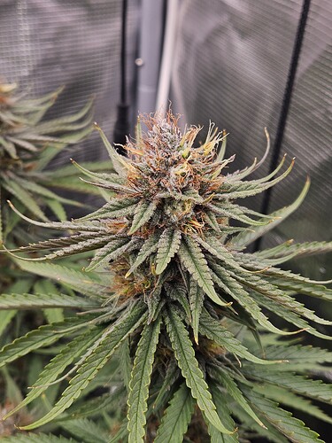 Growreport Bild 9