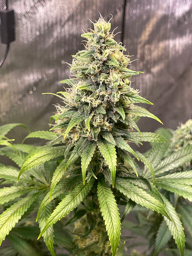 Growreport Bild 8