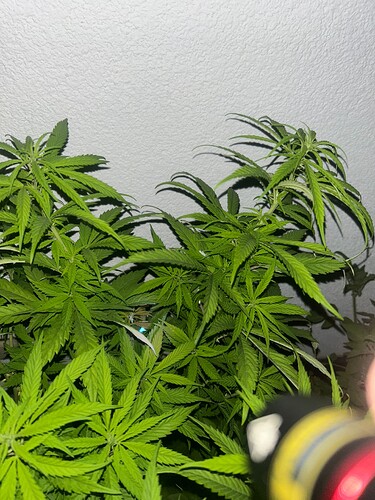 Growreport Bild 2