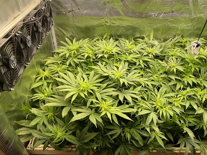 Viele junge Cannabispflanzen in einem Zelt, die sich gut entwickeln. Mehrere Ventilatoren sind an der linken Wand montiert.