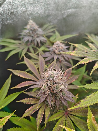 Growreport Bild 2