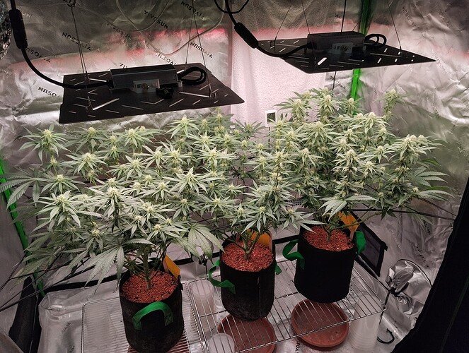 Growreport Bild 16